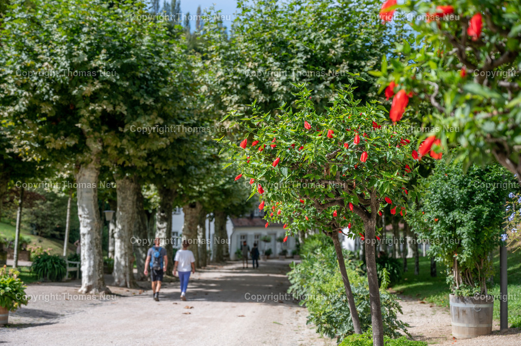 Fuerstenlager_Auerbach_Staatspark_September-10 | Der Staatspark Fürstenlager in Bensheim Auerbach, an der hessischen Bergstraße- ist ein wunderschöner Landschaftspark nach englischen Vorbild. Es war die Sommerresidenz der Darmstädter Fürstenfamilie die hier das "einfache Landleben" genossen. Zu jeder Jahreszeit kann man das Fürstenlager als Ausflugsziel empfehlen. Im Herrenhaus ist eine Gastronomie untergebracht. Im Sommer findet auf der Bühne vor der großen Wiese ein Opern-Air statt, 