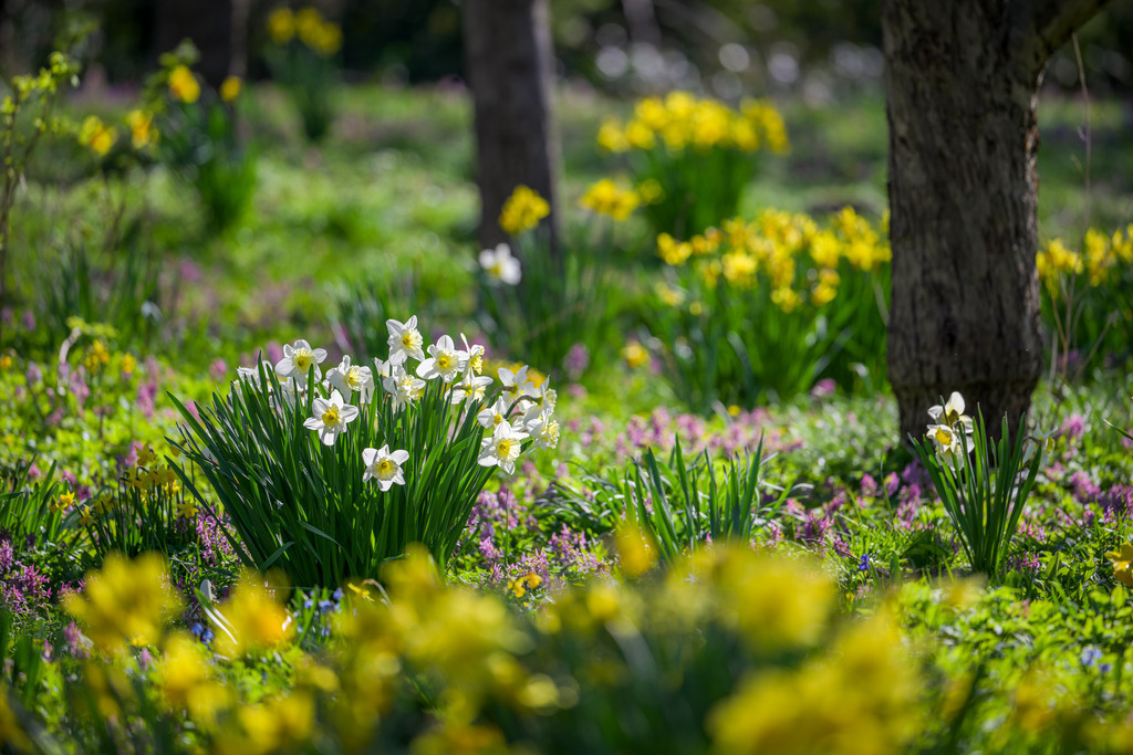 Narzissen im Apfelbaum-Hain | Im alten Apfelbaum-Hain breiten sich im Frühling die Narzissen aus. Duftig zart tauchen die weißen Narzissen aus dem akzentuiert verschmelzenden Vorder- und Hintergrund auf. - Realisiert mit Pictrs.com