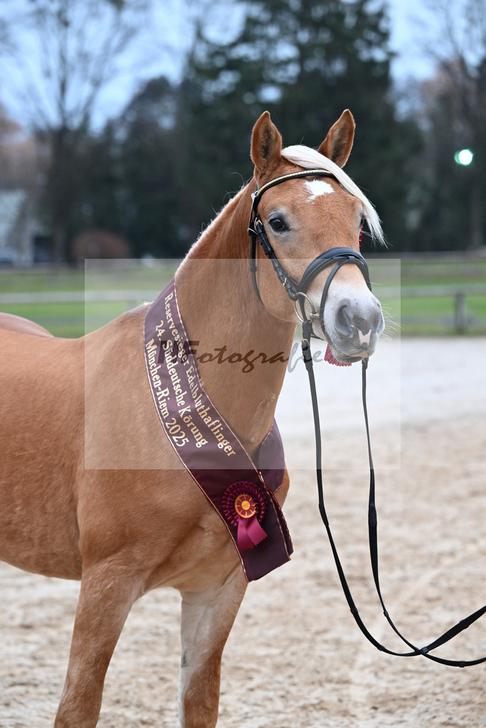 Kat-Nr. 23 Maverick v. Manu_Lechner_48251899 | hf-fotografie - Realisiert mit Pictrs.com