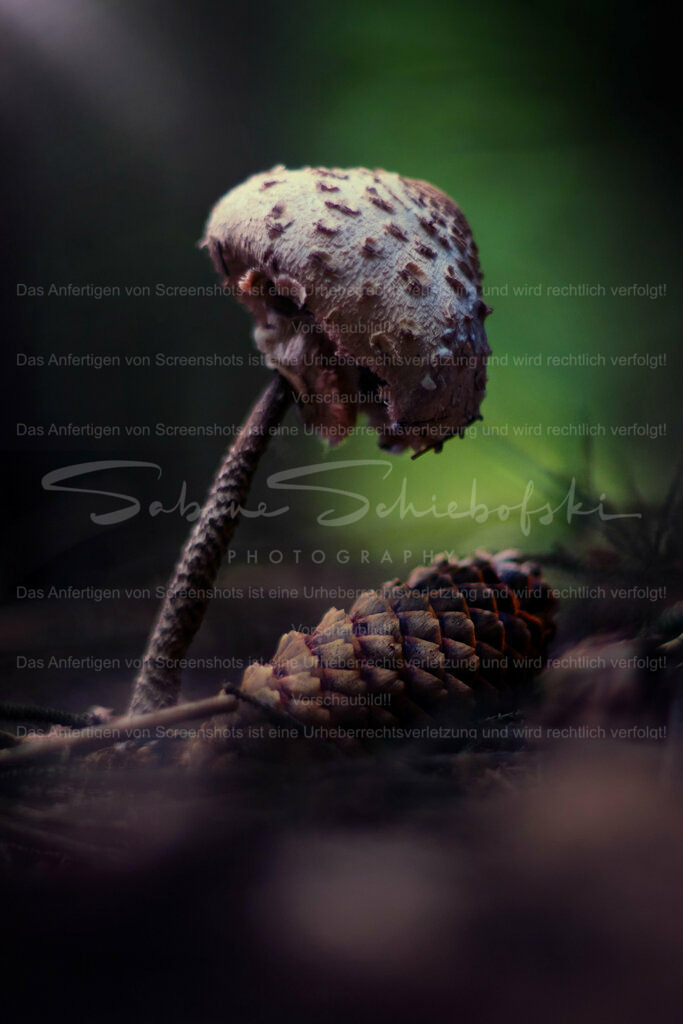 Wandbild Pilz | People- und Tierfotografie, Imageaufnahmen, Veranstaltungsfotografie und Wandbilder aus der Natur ★ Made in Germany ✔️ Druck + Downloads ✔️ Naturfotografie in Top Qualität ★ schneller Versand, weltweite Lieferung! - Realisiert mit Pictrs.com