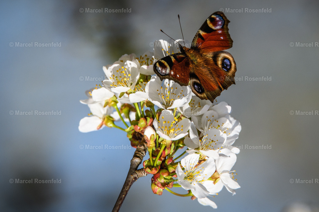 _DSC2980 (1) | foto-rosenfeld