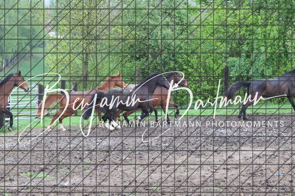 IMG_4267 | Benjamin Bartmann Photomoments