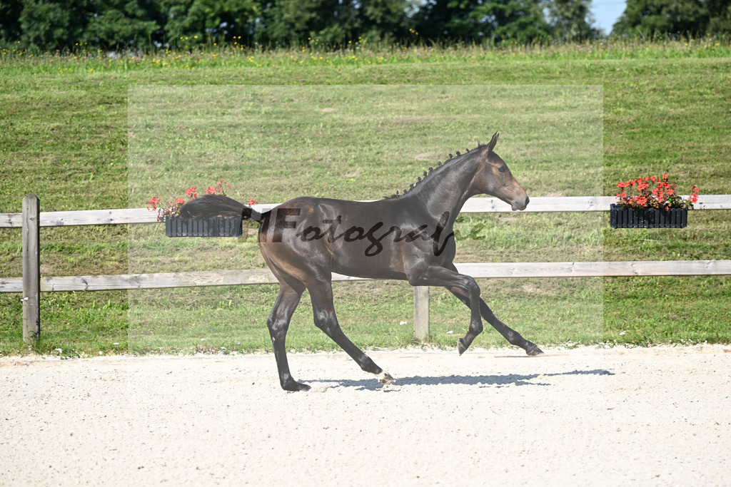Kat-Nr. 1 Feliciano x Contender_SF_Berger_24250027 | hf-fotografie - Realizzato con Pictrs.com