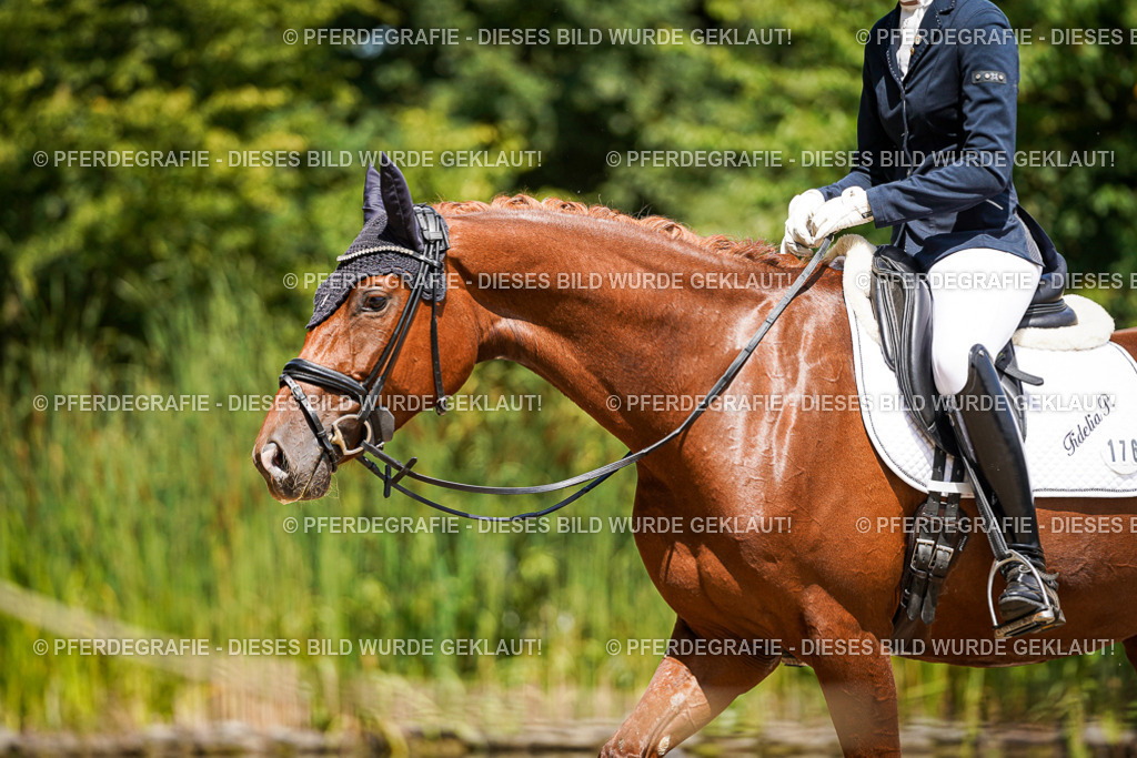 DSC01102 | Pferdegrafie