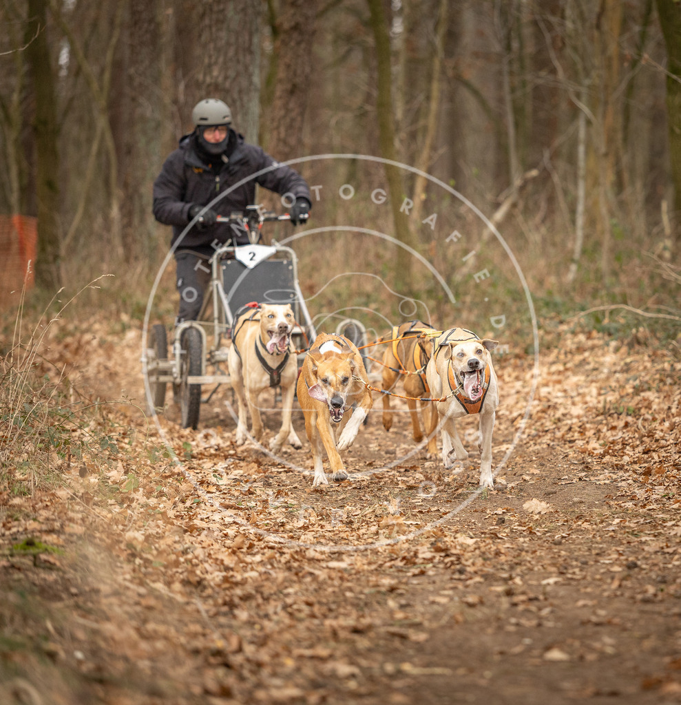 Pfotenfotografie_DV3A8644 | Hundefotografie, Tierfotograf, Pfotenfotografie, Fotoshooting Hund, Hunde Portrait, Hundesport, Hundeportraits, Heideshooting, Hunde, Sportfotograf, Hundefotograf, Turnierhundsport, THS,  - Realisiert mit Pictrs.com