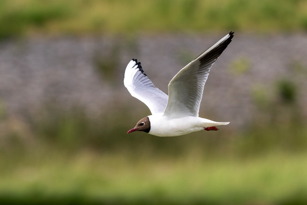 260606_Texel_9843_mr | Entdecke exklusive Fotografie im muebri Shop: Stimmungsvolle Motive  Naturaufnahmen und mehr. Jetzt hochwertige Wandbilder und Fotoabzüge online kaufen! - Realisiert mit Pictrs.com