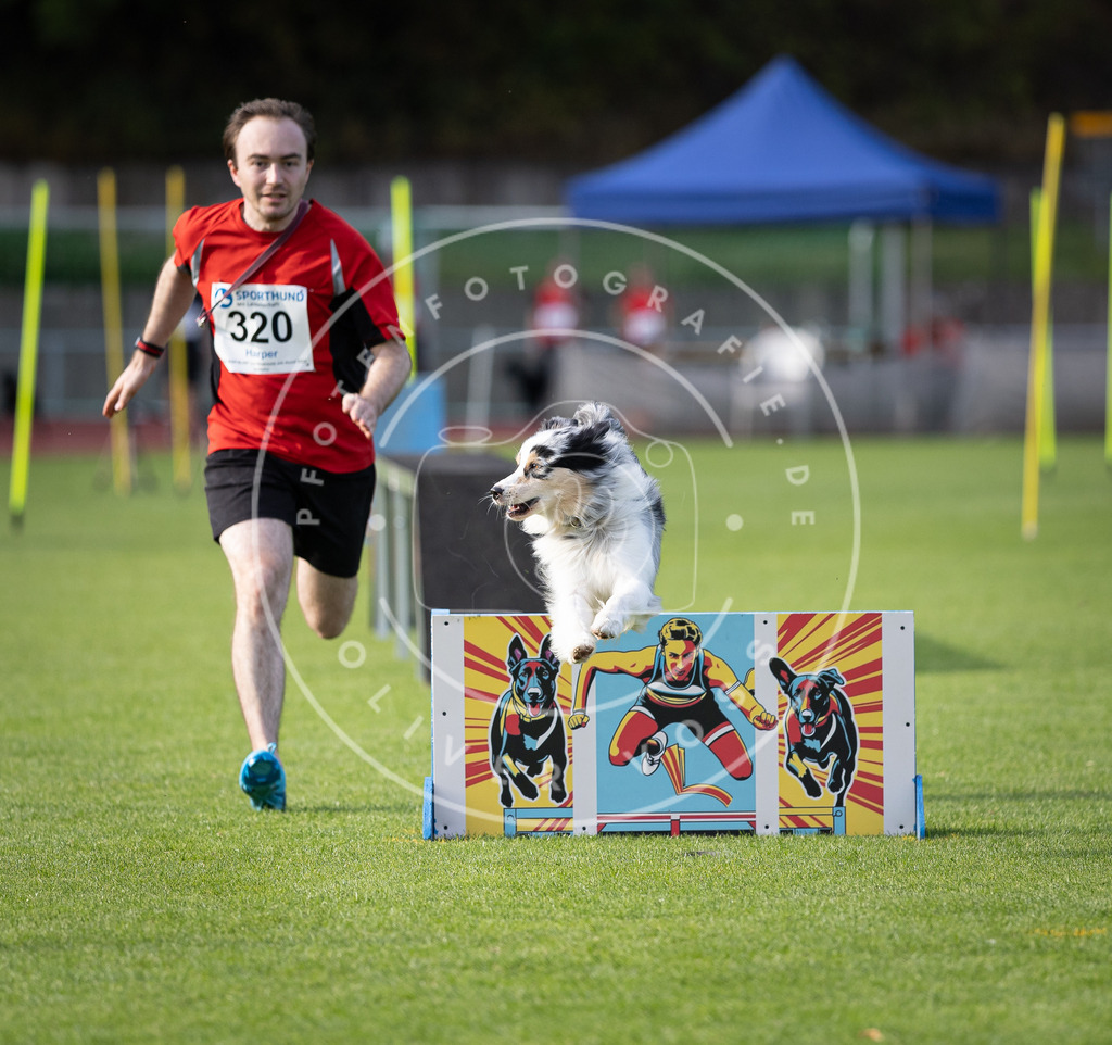 Pfotenfotografie_DV3A2804 | Hundefotografie, Tierfotograf, Pfotenfotografie, Fotoshooting Hund, Hunde Portrait, Hundesport, Hundeportraits, Heideshooting, Hunde, Sportfotograf, Hundefotograf, Turnierhundsport, THS,  - Realisiert mit Pictrs.com