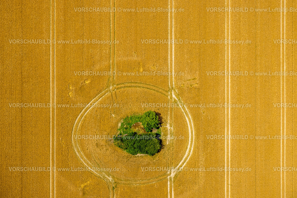 Moehnesee240707373 | Luftbild, Baumgruppe in einem Kreis auf einem gelben Feld am Kirchweg, Formen und Farben, Delecke, Möhnesee, Sauerland, Nordrhein-Westfalen, Deutschland