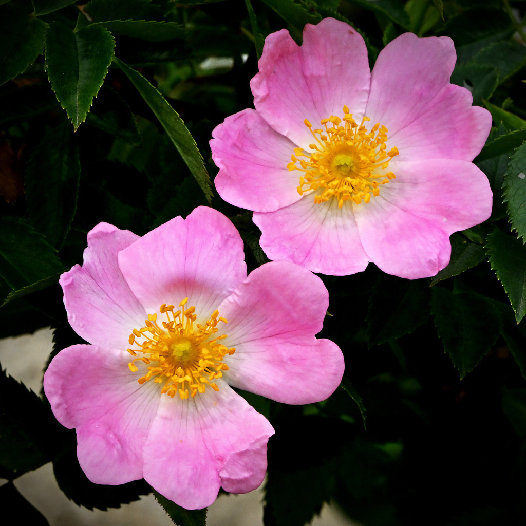 Heckenrose01q-2 | lucisnaturbilder - Realisiert mit Pictrs.com