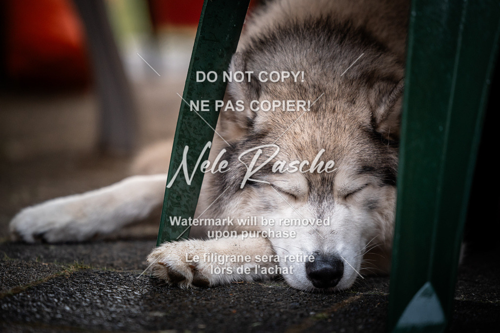 nelerasche_SaAbends_498 | nelerasche