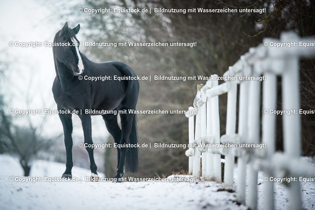 TS_20170107_Rappe_im_Schnee_0001 | Foto: Thomas Hartig