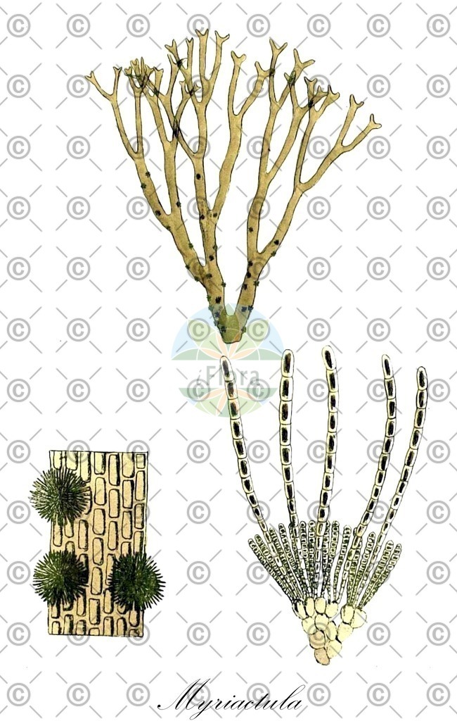 HistAbb_wfo-0000374730_1_ENZY_Simple | Historische Abbildung von Myriactula - Chordariaceae (0) | Historical Illustration of Myriactula - Chordariaceae (0)