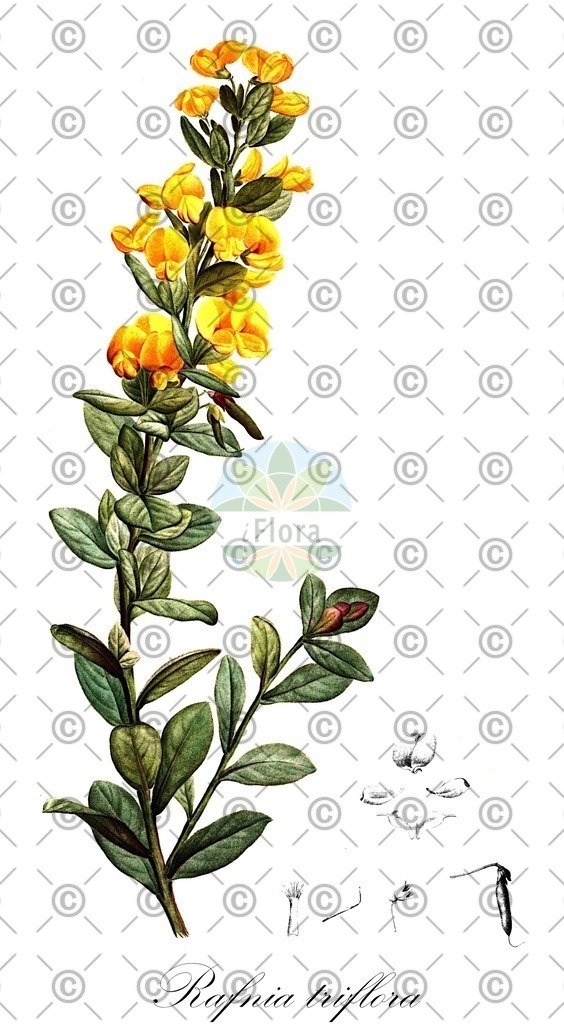 HistAbb_7PXB9_2_ENZY_Simple | Historische Abbildung von Rafnia triflora - Fabaceae | Historical Illustration of Rafnia triflora - Fabaceae