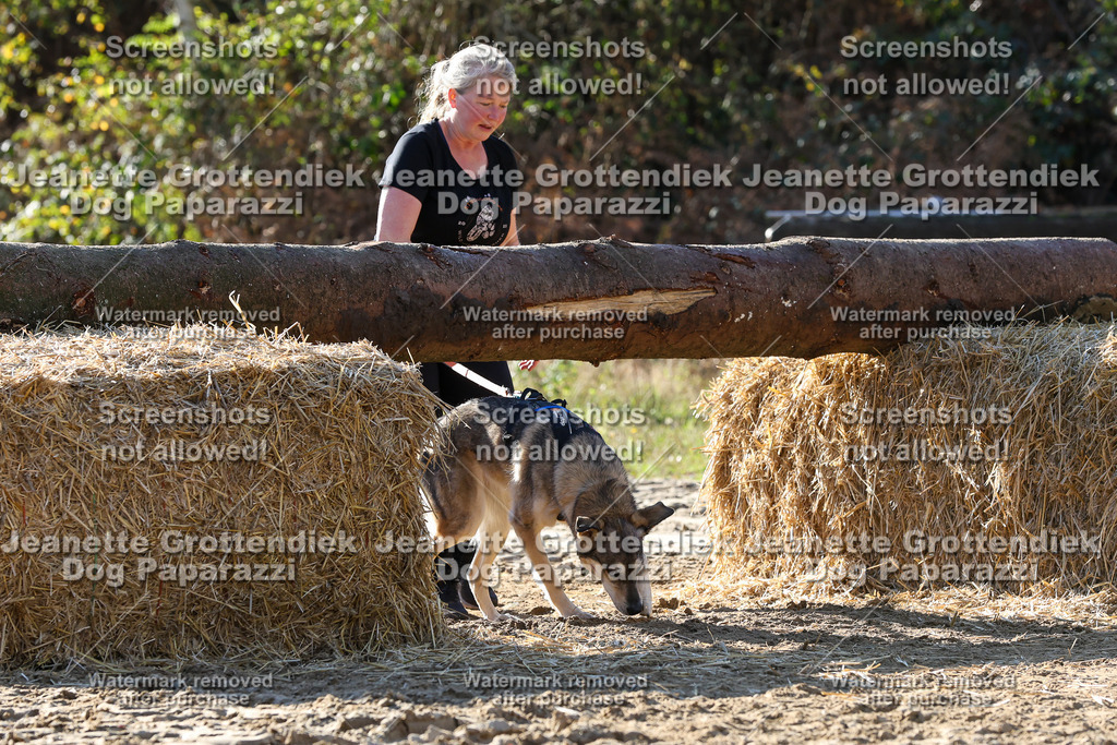 Dog Paparazzi - Strongdog 10-25-6047 | Dog Paparazzi Jeanette Grottendiek Fotografie & Videografie - Realisiert mit Pictrs.com