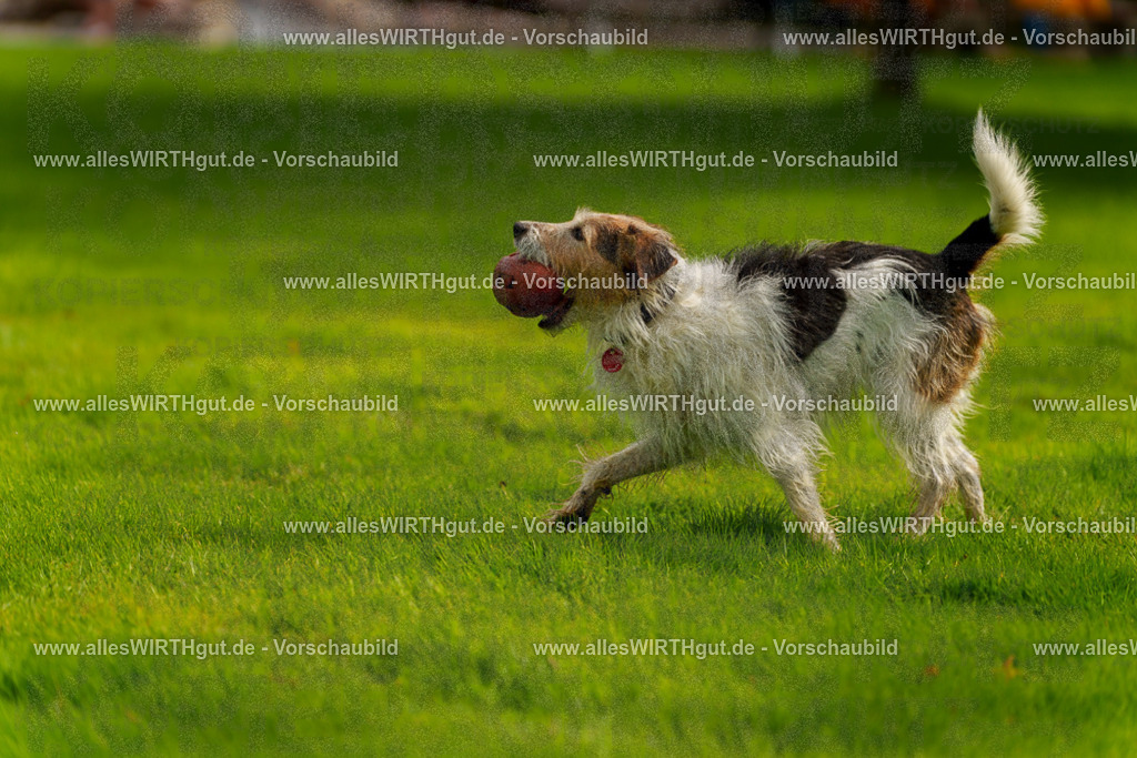 Hundeschwimmen_Grefrath_2026-allesWIRTHgut_Tierfotografie-11_31-7R503359 | Professionelle Tierfotografie in Mönchengladbach von Daniel Wirth (allesWIRTHgut). Liebevolle & natürliche Bilder von Hunden & Katzen für unvergessliche Erinnerungen.