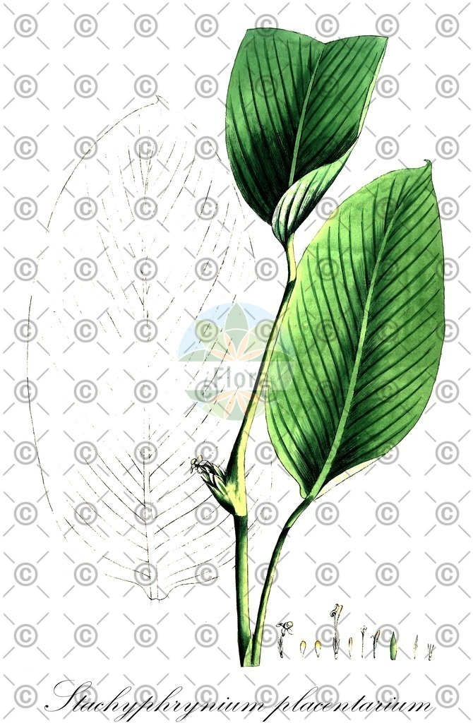 HistAbb_wfo-0000314766_1_ENZY_Simple | Historische Abbildung von Stachyphrynium placentarium - Marantaceae | Historical Illustration of Stachyphrynium placentarium - Marantaceae