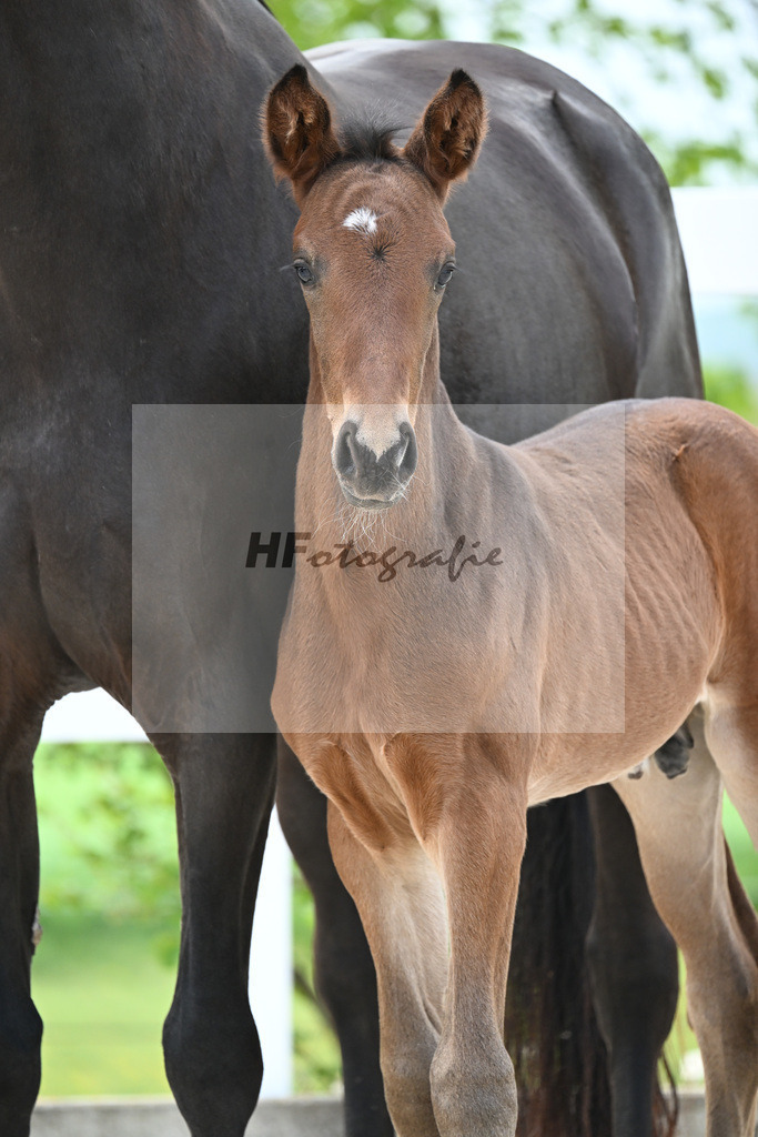 Kat-Nr. 18 HF La Paix x Escamillo_Kusterer_23260466 | hf-fotografie - Realisiert mit Pictrs.com