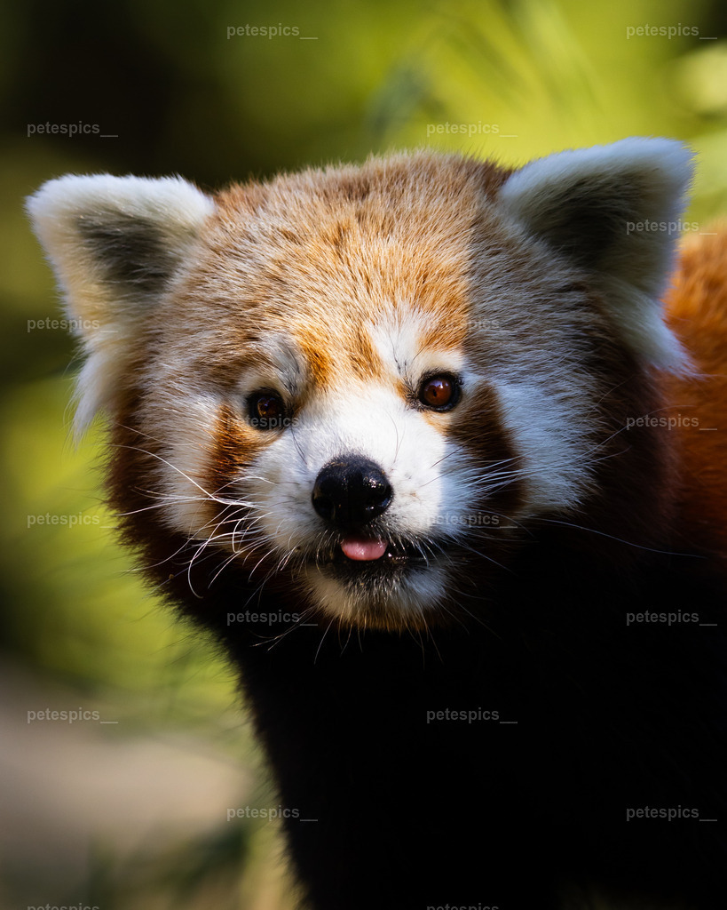 IMG_1214 | petespics