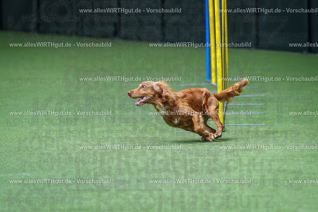 @allesWIRTHgut_Tierfotografie - www.allesWIRTHgut.de - 2604251117-7R500161 | Professionelle Tierfotografie in Mönchengladbach von Daniel Wirth (allesWIRTHgut). Liebevolle & natürliche Bilder von Hunden & Katzen für unvergessliche Erinnerungen.
