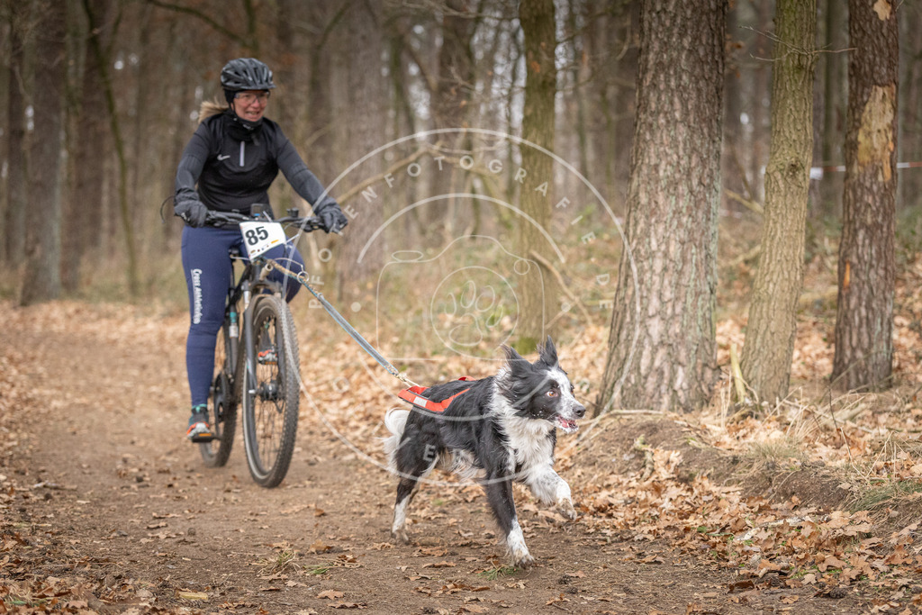 Pfotenfotografie_DV3A6270 | Hundefotografie, Tierfotograf, Pfotenfotografie, Fotoshooting Hund, Hunde Portrait, Hundesport, Hundeportraits, Heideshooting, Hunde, Sportfotograf, Hundefotograf, Turnierhundsport, THS,  - Realisiert mit Pictrs.com