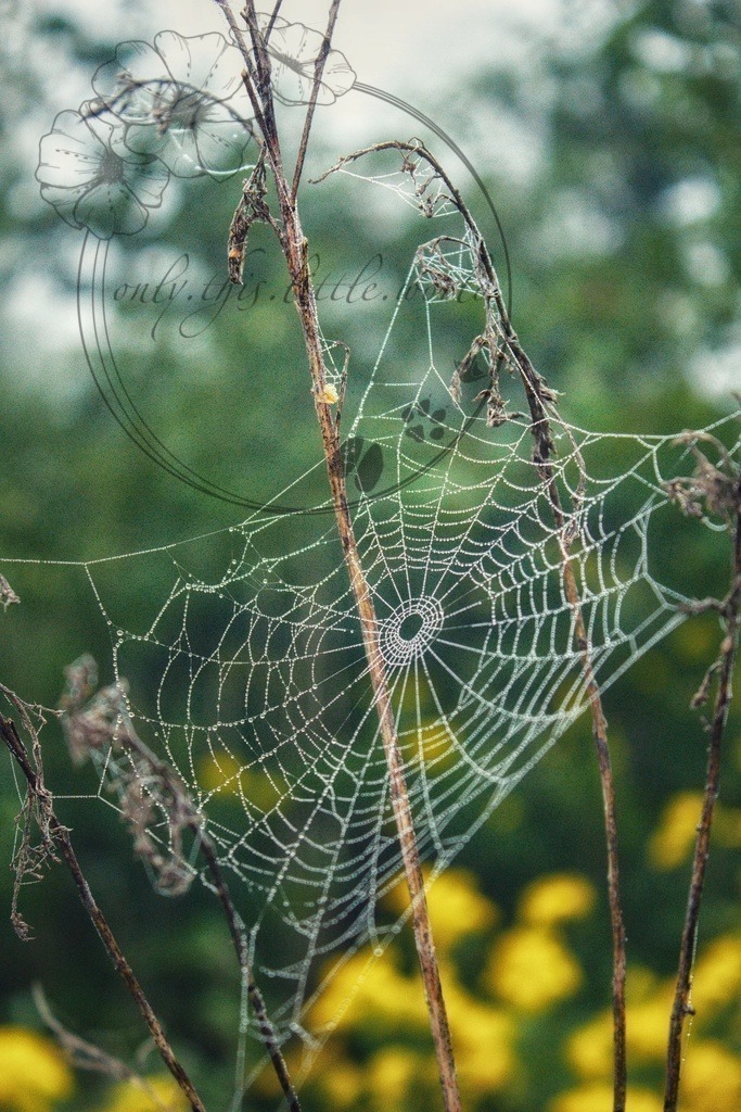 IMG_7733-01 | only.this.little.world - Realisiert mit Pictrs.com