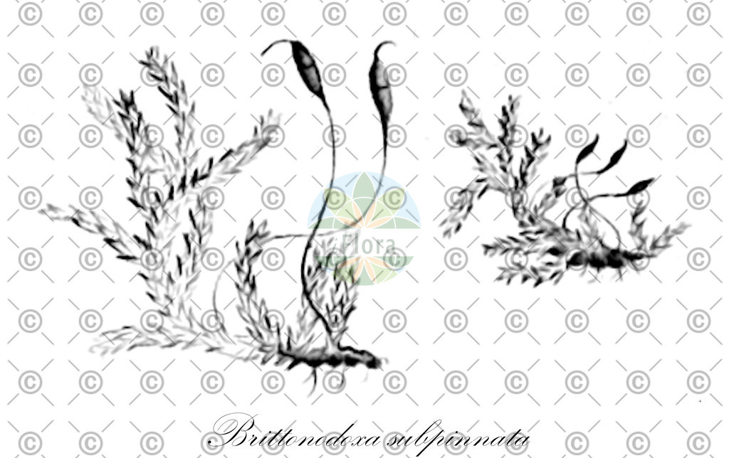 HistAbb_EMP_137601_SRC_Schlechtendal_FLORAD_SIMPLE | Historische Abbildung von Brittonodoxa subpinnata - Sematophyllaceae | Historical Illustration of Brittonodoxa subpinnata - Sematophyllaceae