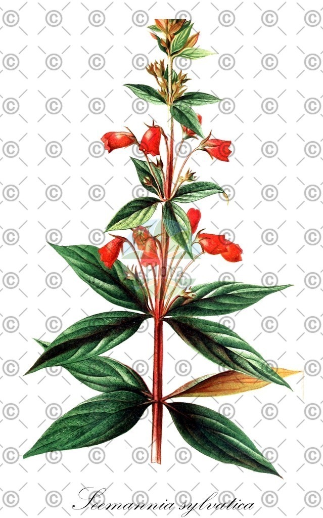 HistAbb_wfo-0000505732_1_ENZY_Simple | Historische Abbildung von Seemannia sylvatica - Gesneriaceae | Historical Illustration of Seemannia sylvatica - Gesneriaceae