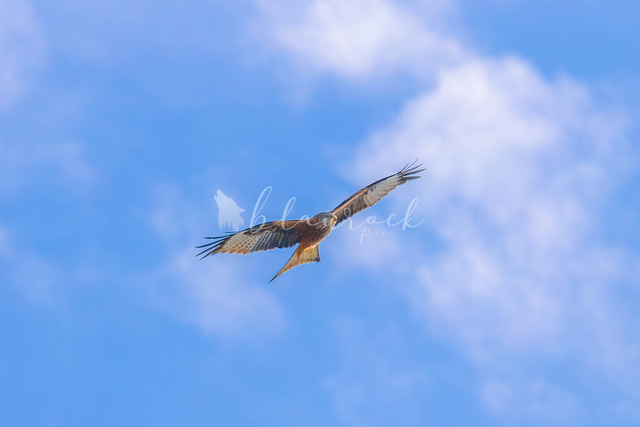 CN12--27 | Sportbilder, Sportfotograf, Hochzeits- und Eventfotografin, Flugshows, Portraits und Tiershooting, Aviation, Downhill, Nationalleague, Swissleague, International