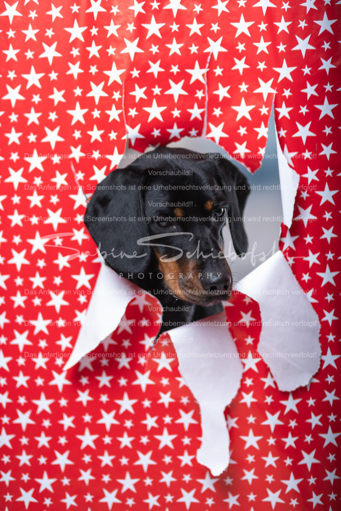 DSCF4400 | People- und Tierfotografie, Imageaufnahmen, Veranstaltungsfotografie und Wandbilder aus der Natur ★ Made in Germany ✔️ Druck + Downloads ✔️ Naturfotografie in Top Qualität ★ schneller Versand, weltweite Lieferung! - Realisiert mit Pictrs.com