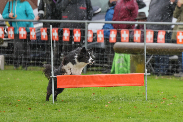 2025_Rally_Obedience_SM-136 | Ich fotografiere Hundeausstellungen, Sportanlässe, Zuchtstätten, Hundezucht, Hundeportrait, Lagotto - Realisiert mit Pictrs.com