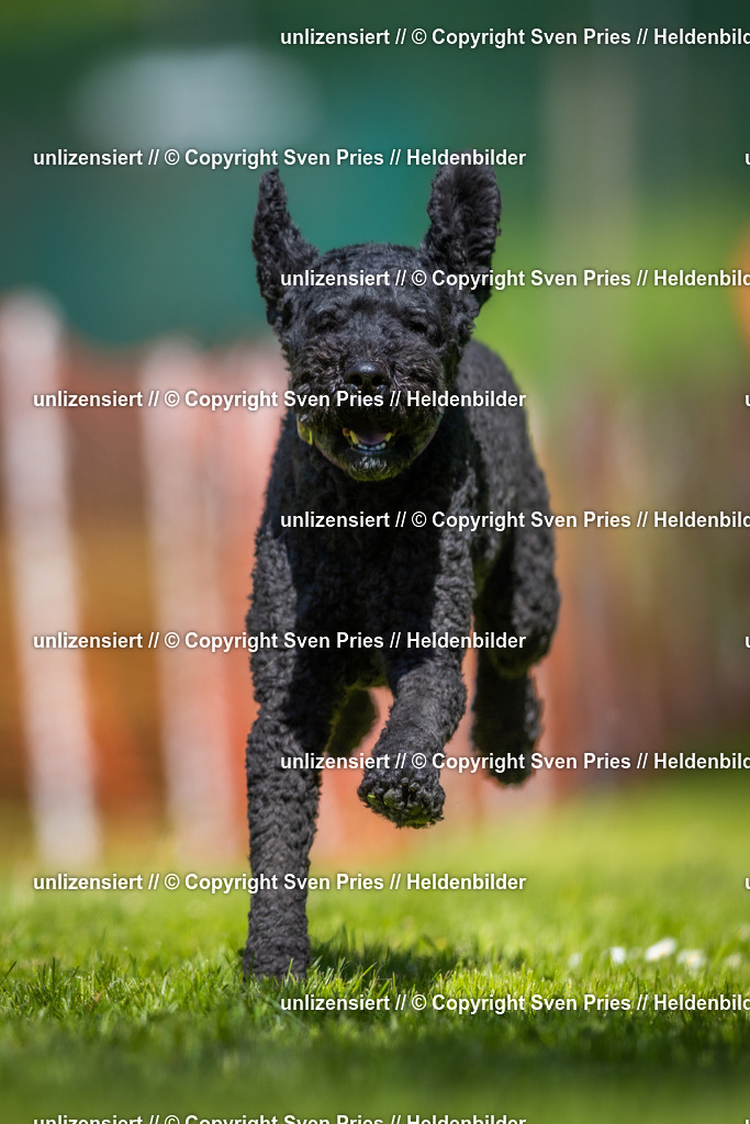 Hunderennen_April_2026_116 | 2026-04-26 - Hunderennen Baden-Oos April 2026 - Realisiert mit Pictrs.com