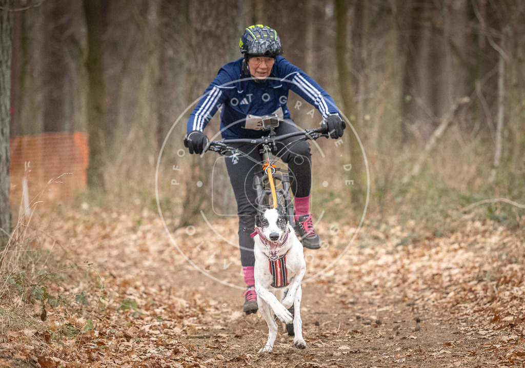 Pfotenfotografie_DV3A5377 | Hundefotografie, Tierfotograf, Pfotenfotografie, Fotoshooting Hund, Hunde Portrait, Hundesport, Hundeportraits, Heideshooting, Hunde, Sportfotograf, Hundefotograf, Turnierhundsport, THS,  - Realisiert mit Pictrs.com