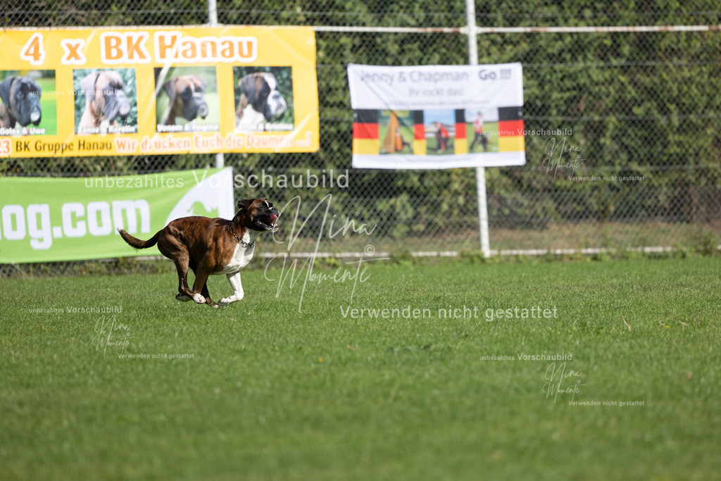 _16A5338 | Einzigartige Fotos von Hunden & Menschen –Actionfotos, Portraits, Vereinsaufnahmen & Paarshootings – authentisch, lebendig & mit Herz.