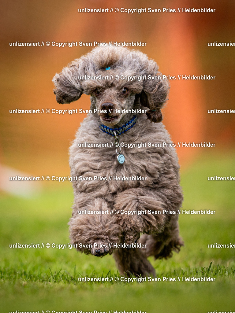 Sven Pries | 2024-09-22 - Hunderennen Baden-BadenPudelverein - Realisiert mit Pictrs.com
