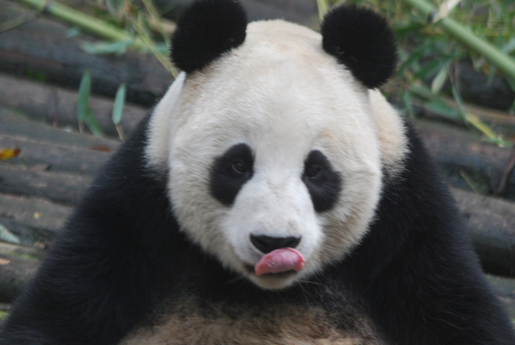 DSC_0575 | Pandiboo - Realisiert mit Pictrs.com