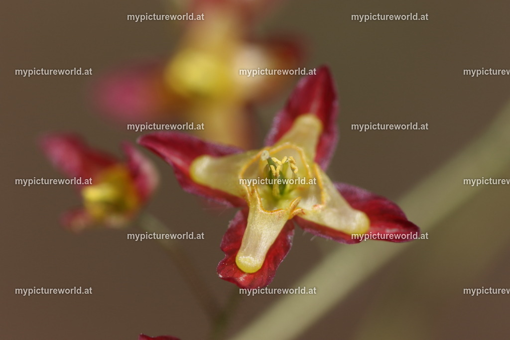 Alpen-Sockenblume-007 | Das Bilderarchiv über Tiere, Planzen und Landschaften. In der Bilddatenbank finden Sie ein große Auswahl an hochwertigen Bilder für Ihre Werbung - Realisiert mit Pictrs.com