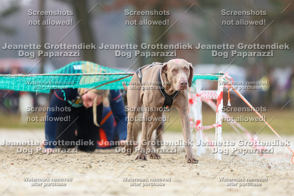 Dog Paparazzi - Strongdog North Mrz26-3979 | Dog Paparazzi Jeanette Grottendiek Fotografie & Videografie - Realisiert mit Pictrs.com