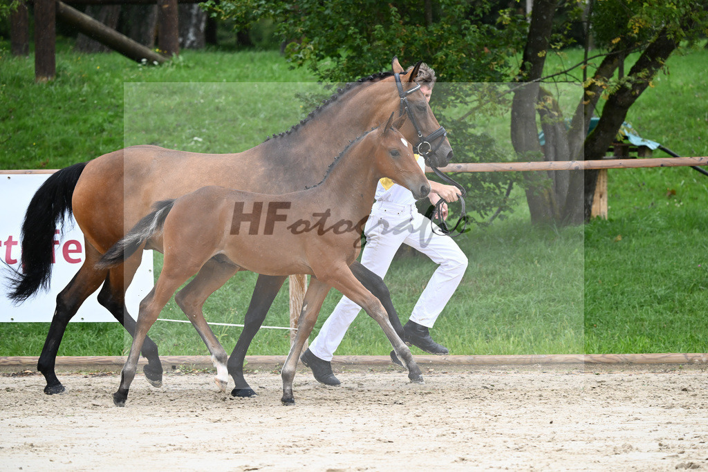 Kat-Nr. 8 HF Cellestial_Joas_25230090 | hf-fotografie - Realizzato con Pictrs.com