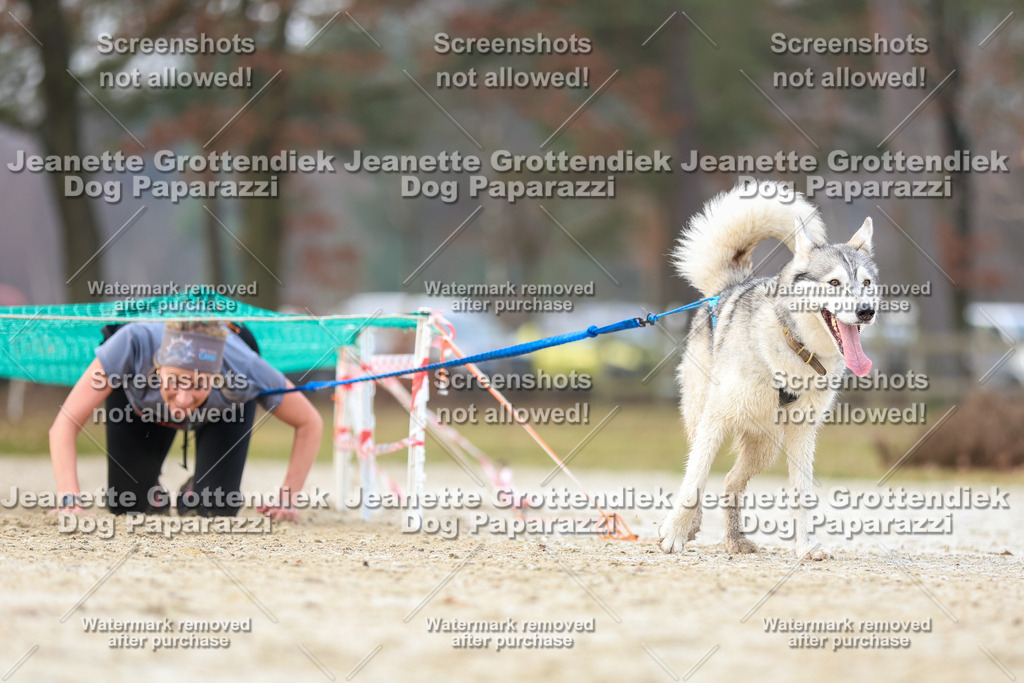 Dog Paparazzi - Strongdog North Mrz26-4066 | Dog Paparazzi Jeanette Grottendiek Fotografie & Videografie - Realisiert mit Pictrs.com