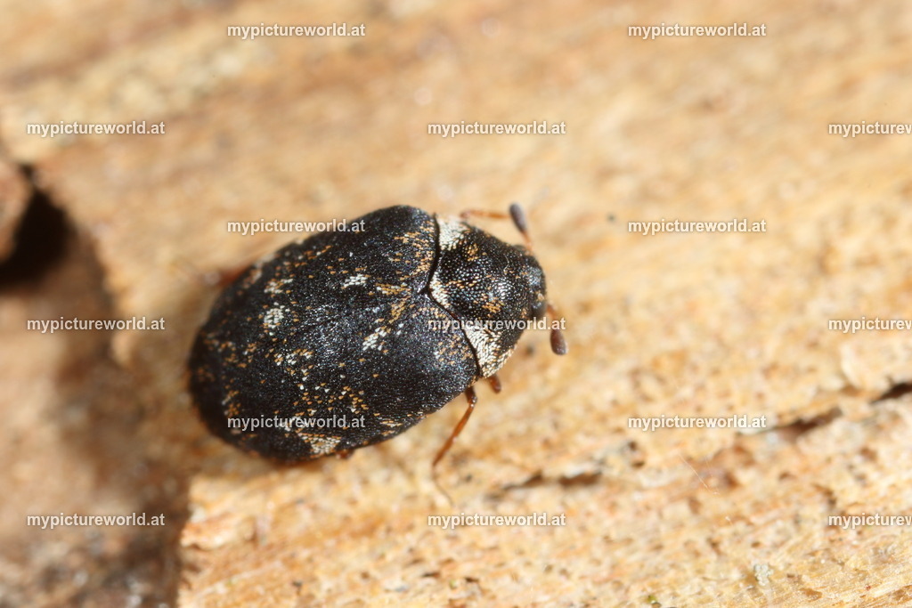 Anthrenus fuscus-001 | Das Bilderarchiv über Tiere, Planzen und Landschaften. In der Bilddatenbank finden Sie ein große Auswahl an hochwertigen Bilder für Ihre Werbung - Realized with Pictrs.com