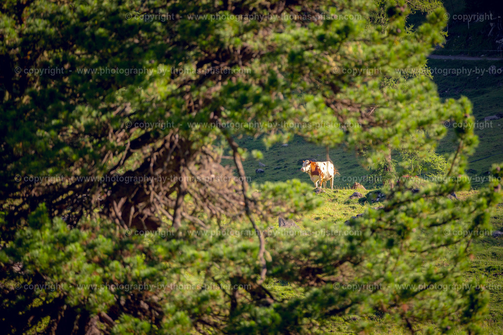 Loschboden Frühsommer copyright  Thomas Pfister-4 | PHOTOGRAPHY BY THOMAS PFISTER