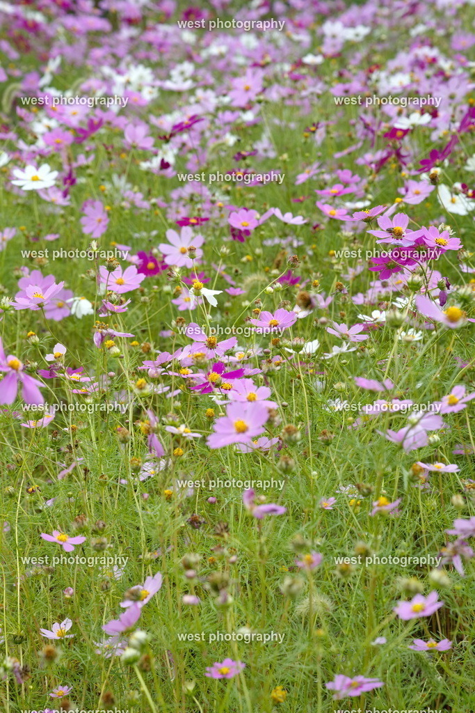 Beautiful flower meadow in Japan - JPN 2025 | west photography - Realisiert mit Pictrs.com