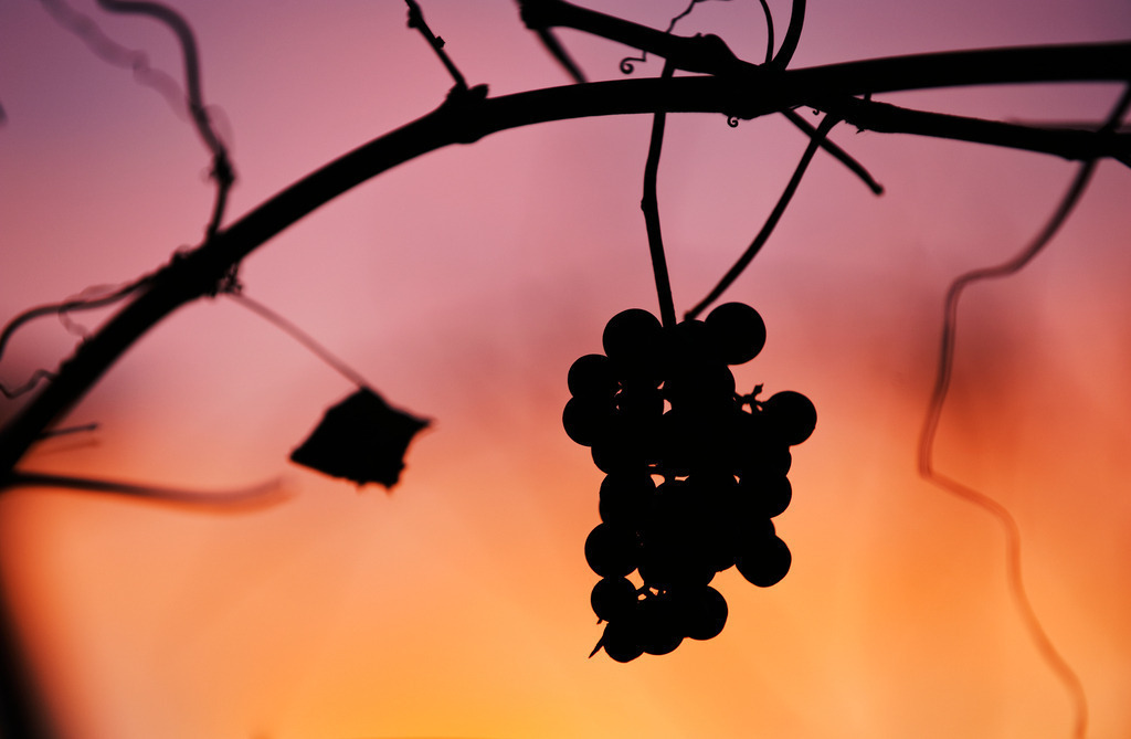 Weingarten im Abendlicht | Enzersfeld, Austria - November 07, 2010: Weingarten im Abendlicht. - Realisiert mit Pictrs.com