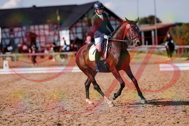 2026_10_03_Siefer-Hof_125752_Z81_46936834 | Professionelle Reitsport-, Turnier- und Eventfotografie von Robert Broda. Galerien mit ausgewählten und bearbeiteten Bildern direkt online ansehen und bestellen.