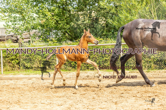 Sage Haast DR-60 | mandyhollmannphotographie