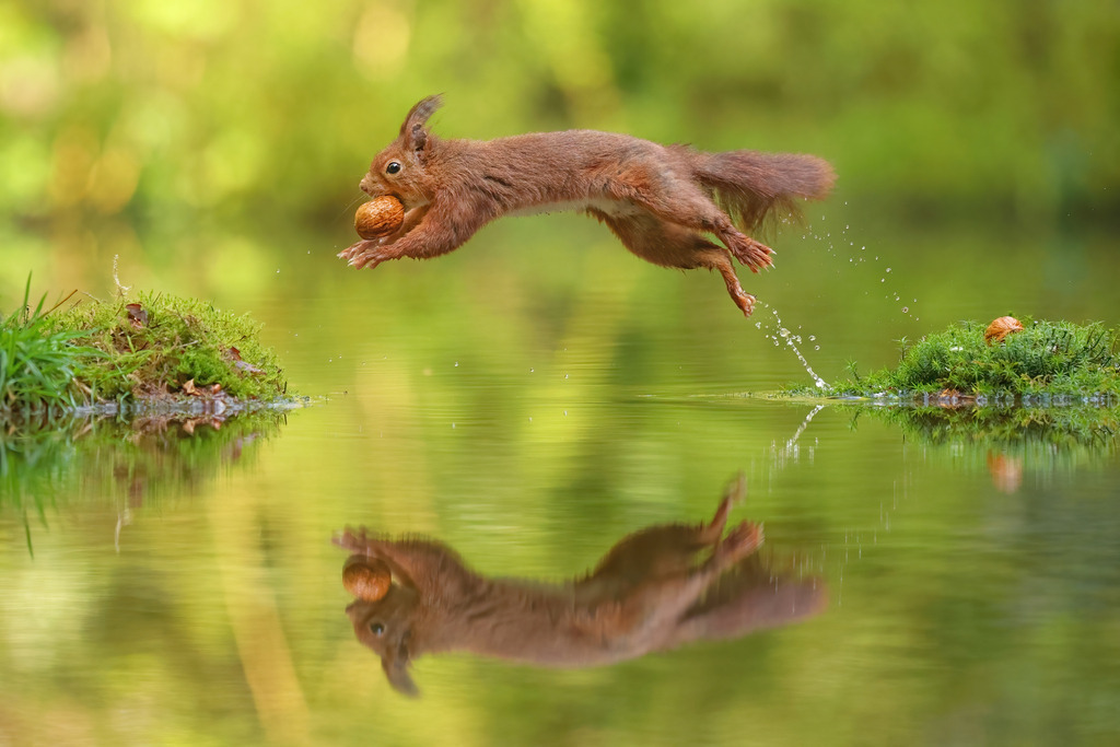 Wandbild: Mutiger Sprung des Eichhörnchens über das Wasser | Das Bild zeigt ein energisches rotes Eichhörnchen (Sciurus vulgaris) in einem weiten Sprung über eine Wasseroberfläche. Das Eichhörnchen hält eine große Nuss fest in seinem Maul und bewegt sich mit bemerkenswerter Geschicklichkeit von einem moosbewachsenen Ufer zum anderen. Die perfekte Spiegelung des Tieres im klaren Wasser verstärkt den dynamischen und lebendigen Moment. Der Hintergrund ist in sanften Grüntönen gehalten, die die natürliche Umgebung und die Lebhaftigkeit des Eichhörnchens unterstreichen.
