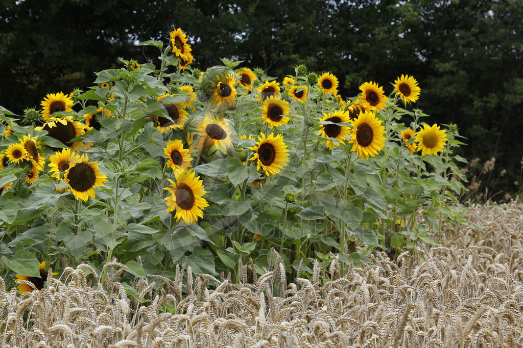 NATUREART Bodypainting SUNFLOWERS  (Aktmodell: Annalena / Projektfotograf: T. Skupin) | Im Rahmen seines Bodypainting-Kunstprojektes NATURE ART styled der Bodyart-Künstler Jörg Düsterwald sein Aktmodell Darky so mit Körperfarbe, dass sie mit der Kulisse verschmilzt, Mensch und Natur ineinander übergehen. Fotograf Tschiponnique Skupin hält die Performance in einem Blumenpflückfeld bei Bisperode-Behrensen fotografisch fest. 01. August 2020 - Realisiert mit Pictrs.com