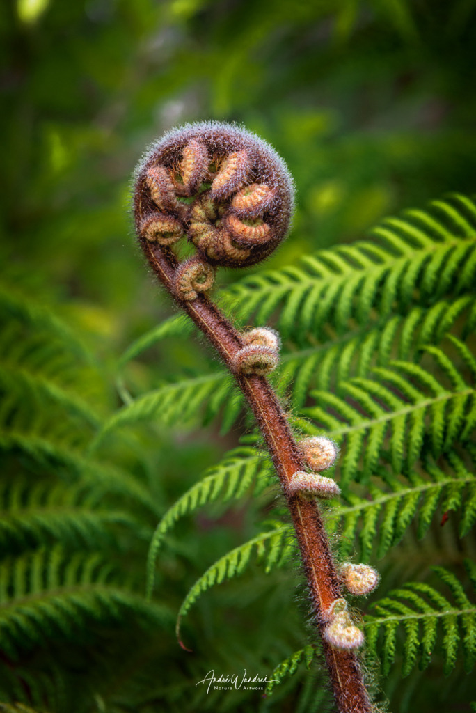 Farn im Morgenlicht | Andre Wandrei - Nature Artworx - Realisiert mit Pictrs.com