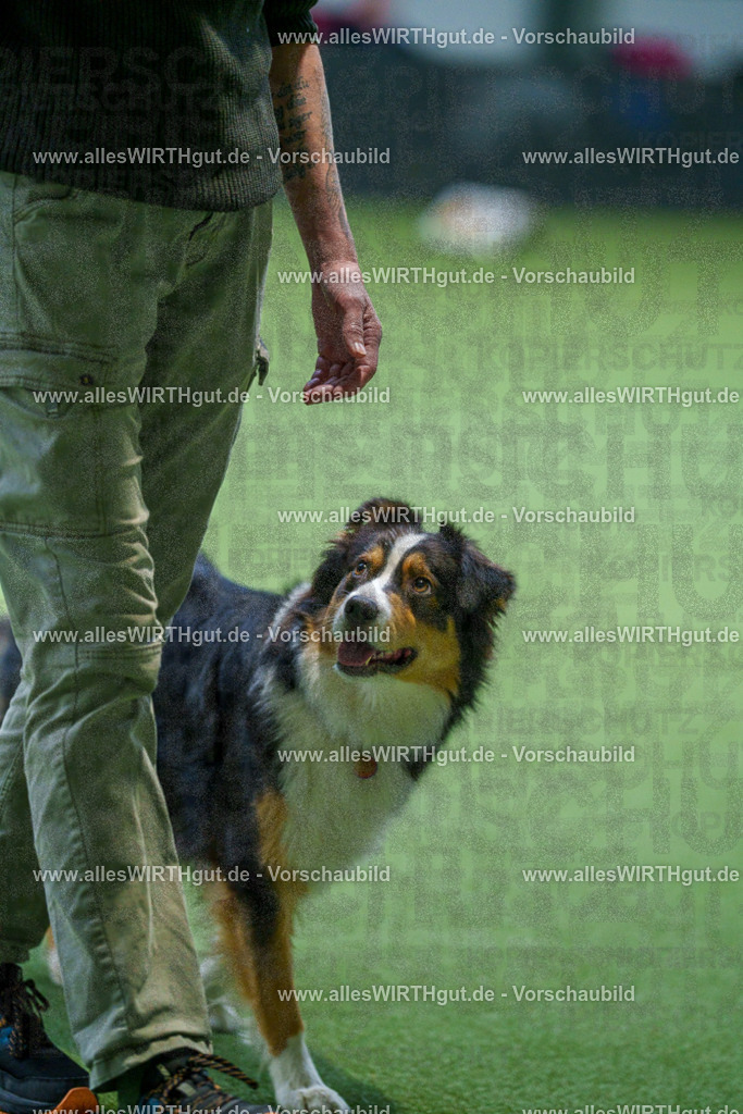 7R506059 | Professionelle Tierfotografie in Mönchengladbach von Daniel Wirth (allesWIRTHgut). Liebevolle & natürliche Bilder von Hunden & Katzen für unvergessliche Erinnerungen.