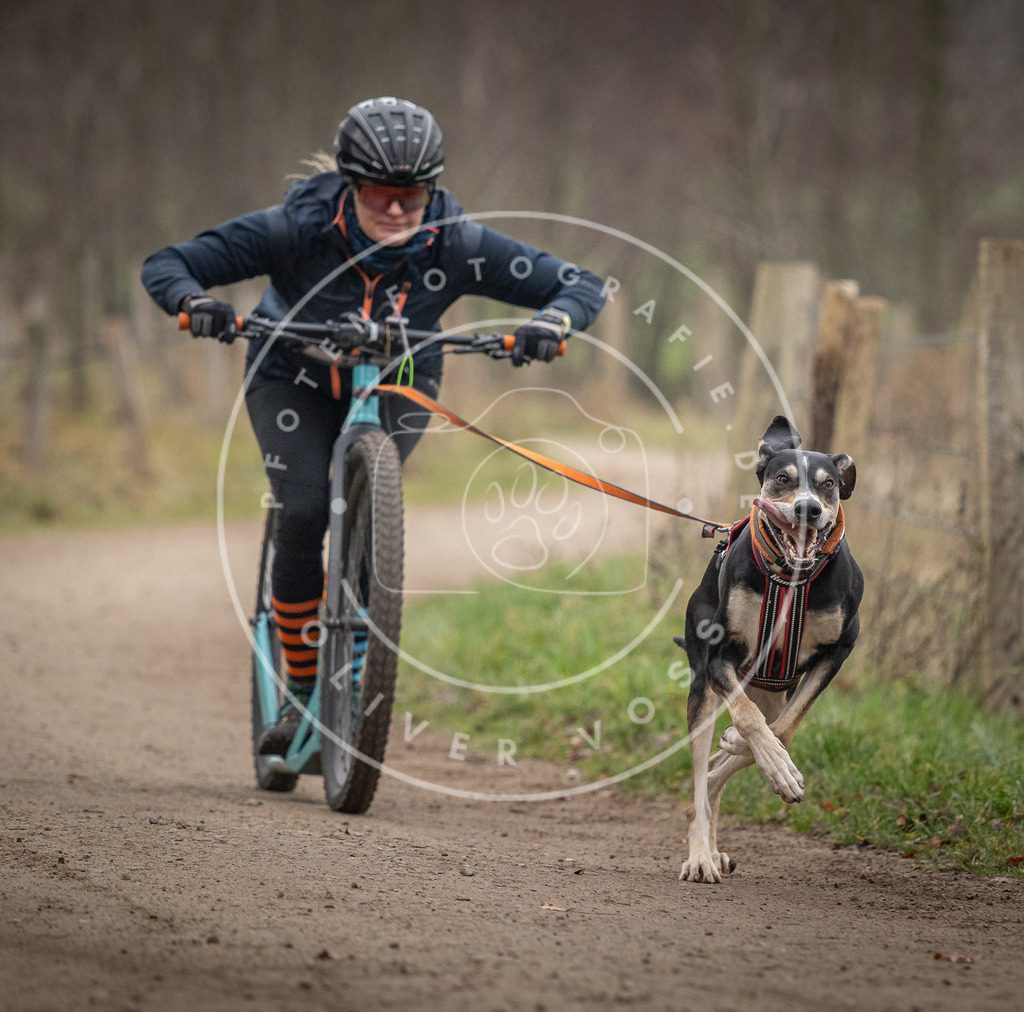 Pfotenfotografie_DV3A2386 | Hundefotografie, Tierfotograf, Pfotenfotografie, Fotoshooting Hund, Hunde Portrait, Hundesport, Hundeportraits, Heideshooting, Hunde, Sportfotograf, Hundefotograf, Turnierhundsport, THS,  - Realisiert mit Pictrs.com